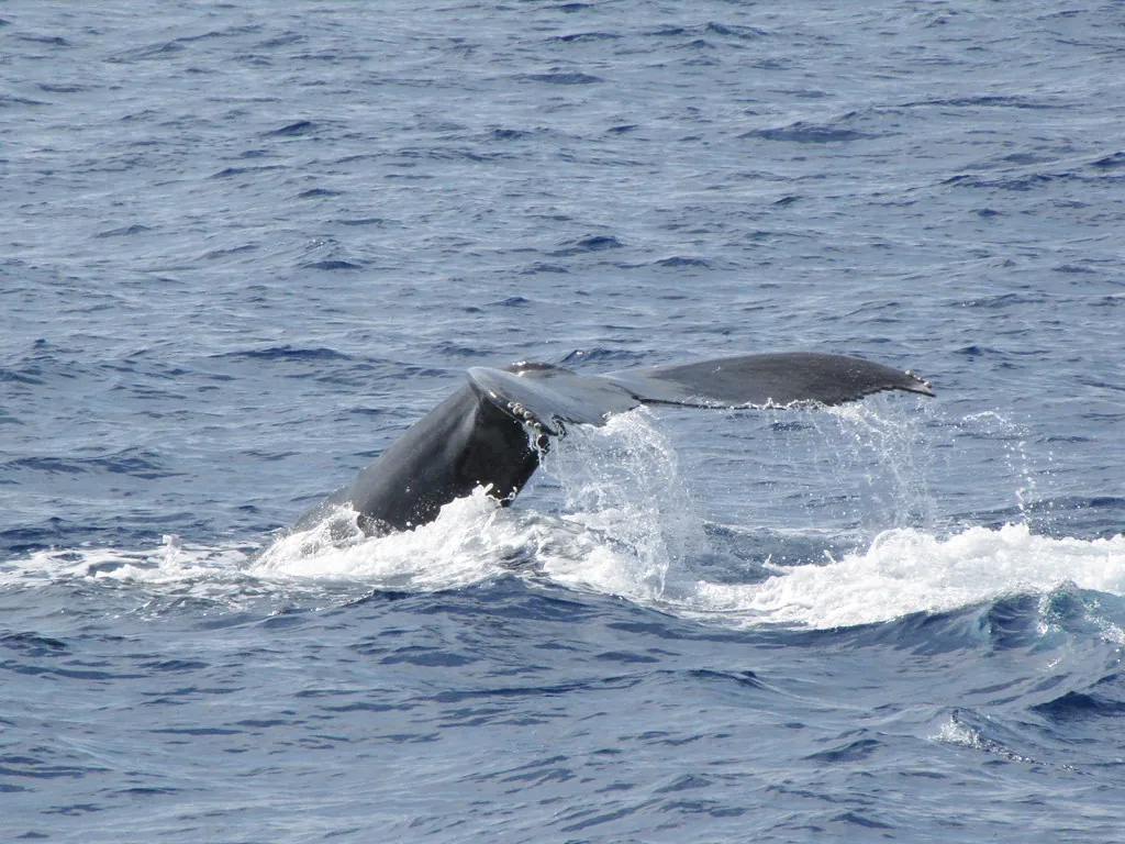 Whale Tail